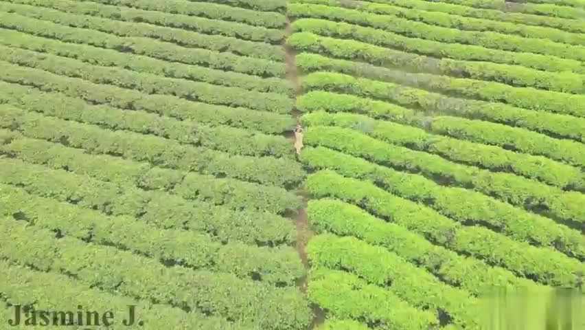 【嫩妹福利】满山遍野的茶叶、清新的口气、清纯的肉体